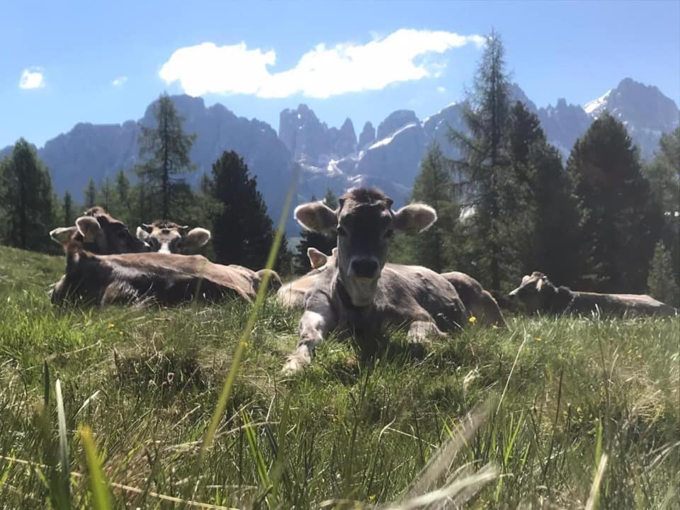 فيرا دي بريميرو Rifugio Caltena المظهر الخارجي الصورة